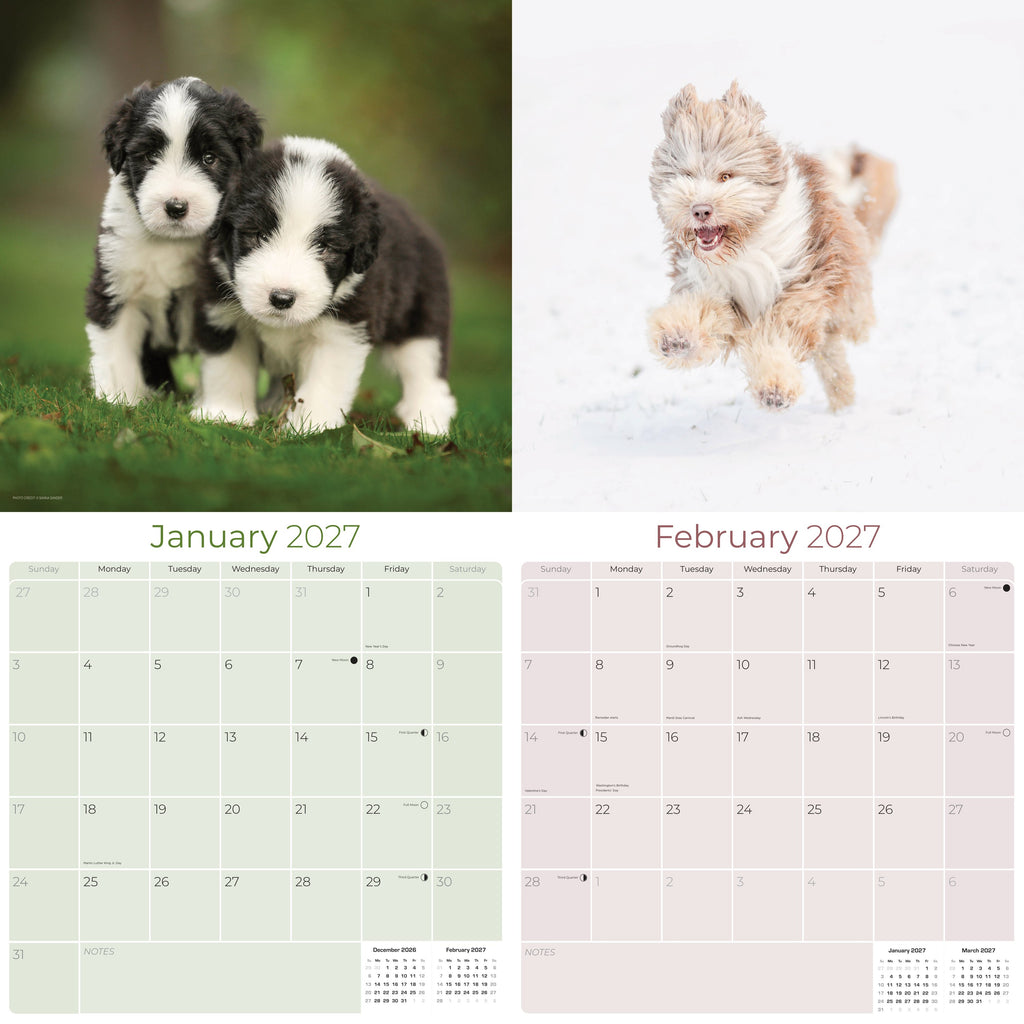 Bearded Collie Wall Calendar 2027 - 12" x 12" Monthly Bouncy Shaggy Herding Dog Calendar