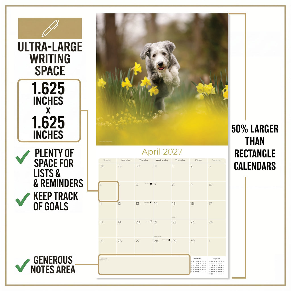Bearded Collie Wall Calendar 2027 - 12" x 12" Monthly Bouncy Shaggy Herding Dog Calendar