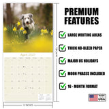Bearded Collie Wall Calendar 2027 - 12" x 12" Monthly Bouncy Shaggy Herding Dog Calendar