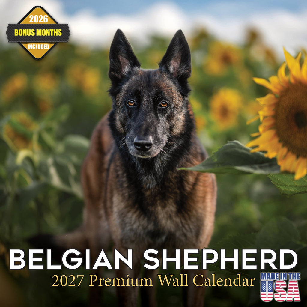 Belgian Shepherd Dog Wall Calendar 2027 - 12" x 12" Monthly Noble & Versatile Herding Working Dog Calendar