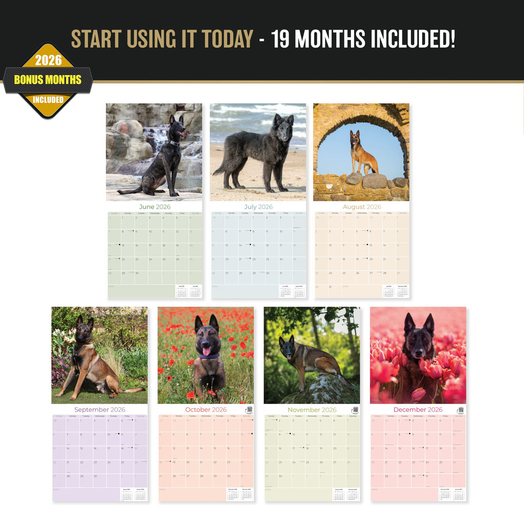 Belgian Shepherd Dog Wall Calendar 2027 - 12" x 12" Monthly Noble & Versatile Herding Working Dog Calendar