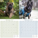 Belgian Shepherd Dog Wall Calendar 2027 - 12" x 12" Monthly Noble & Versatile Herding Working Dog Calendar
