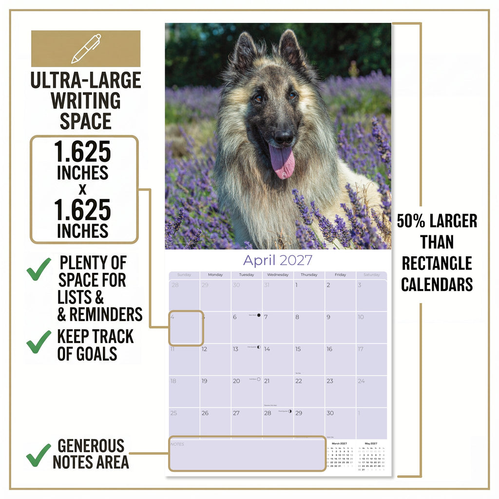 Belgian Shepherd Dog Wall Calendar 2027 - 12" x 12" Monthly Noble & Versatile Herding Working Dog Calendar