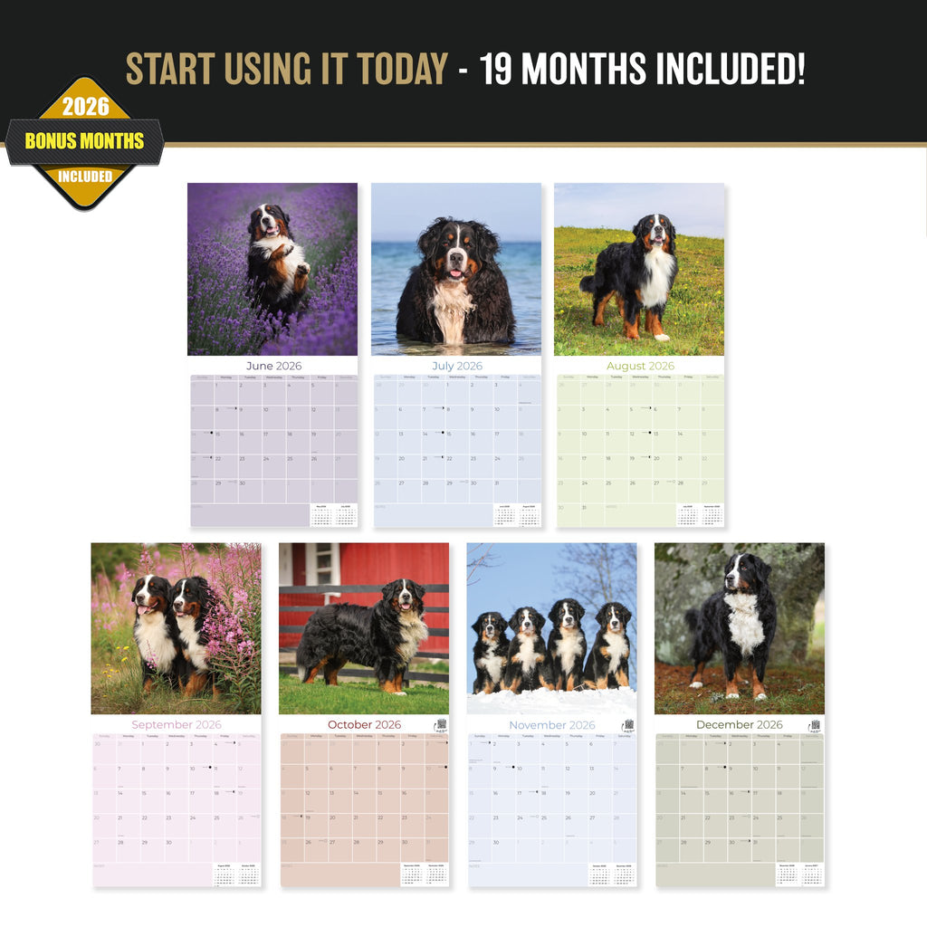 Bernese Mountain Dog Wall Calendar 2027 - 12" x 12" Monthly Gentle Working Alpine Giant Breed Calendar
