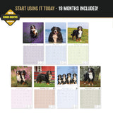 Bernese Mountain Dog Wall Calendar 2027 - 12" x 12" Monthly Gentle Working Alpine Giant Breed Calendar