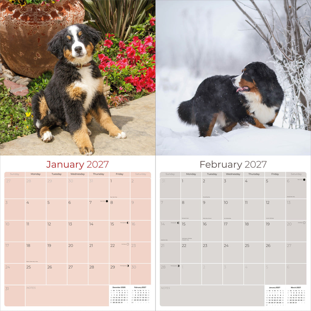 Bernese Mountain Dog Wall Calendar 2027 - 12" x 12" Monthly Gentle Working Alpine Giant Breed Calendar