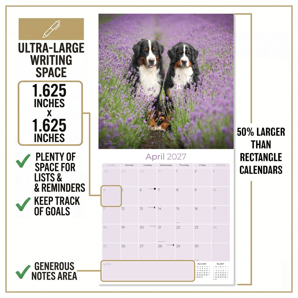 Bernese Mountain Dog Wall Calendar 2027 - 12" x 12" Monthly Gentle Working Alpine Giant Breed Calendar