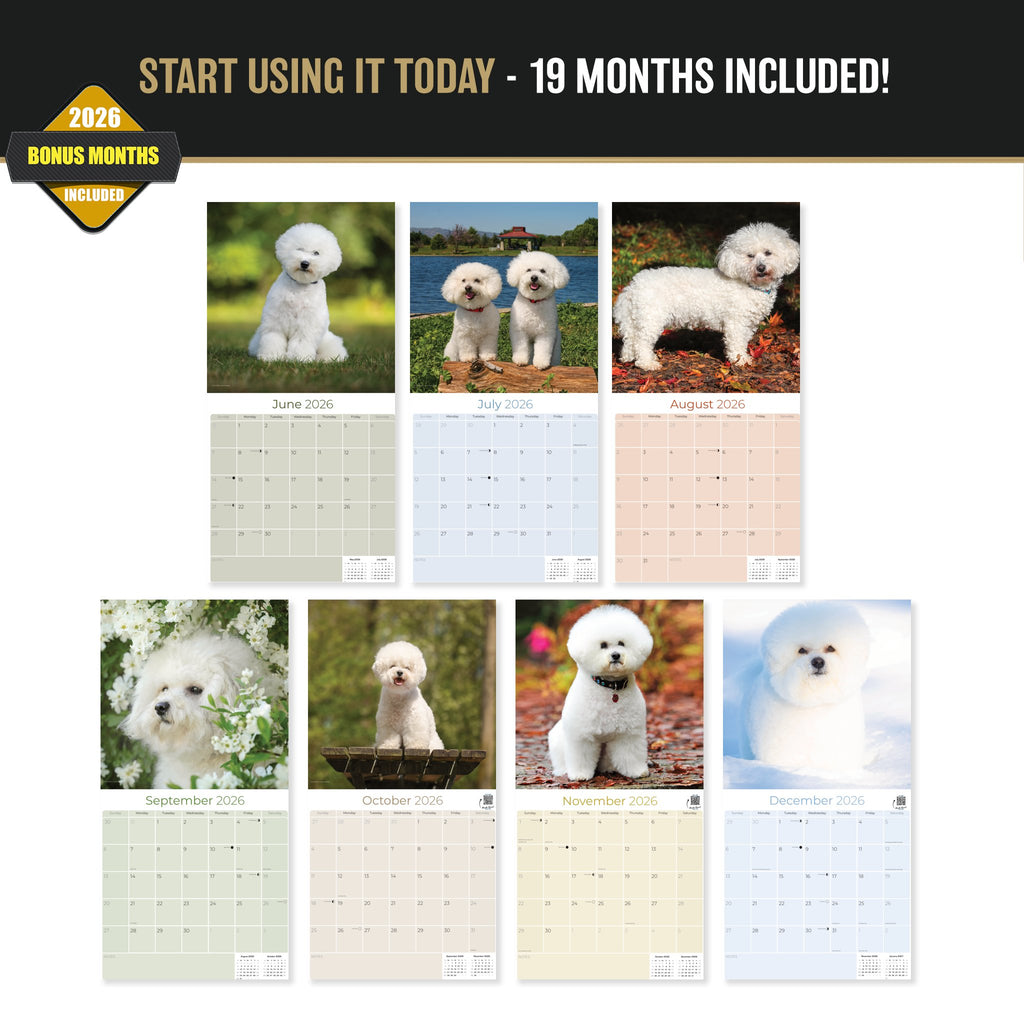 Bichon Frise Wall Calendar 2027 - 12" x 12" Monthly Cheerful Fluffy Toy Dog Breed Calendar