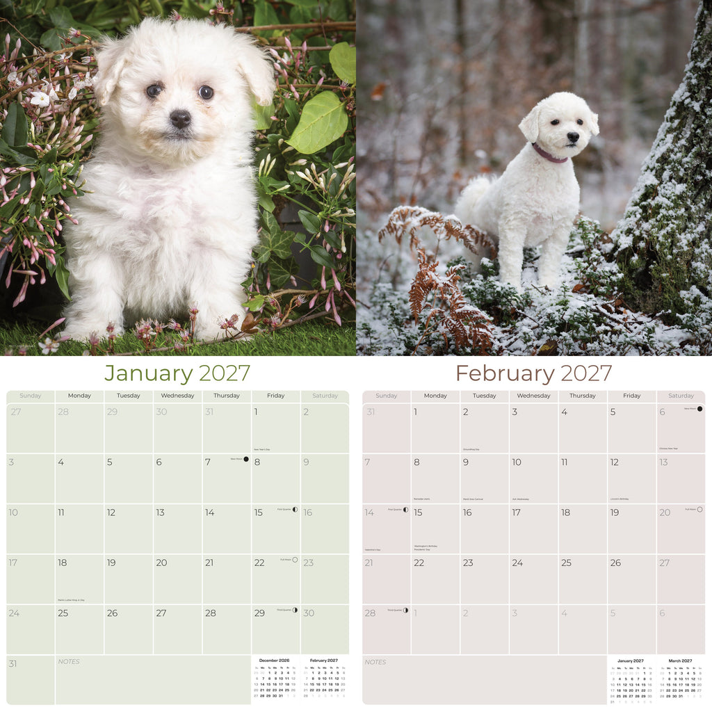 Bichon Frise Wall Calendar 2027 - 12" x 12" Monthly Cheerful Fluffy Toy Dog Breed Calendar
