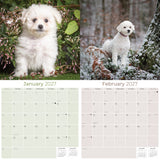 Bichon Frise Wall Calendar 2027 - 12" x 12" Monthly Cheerful Fluffy Toy Dog Breed Calendar