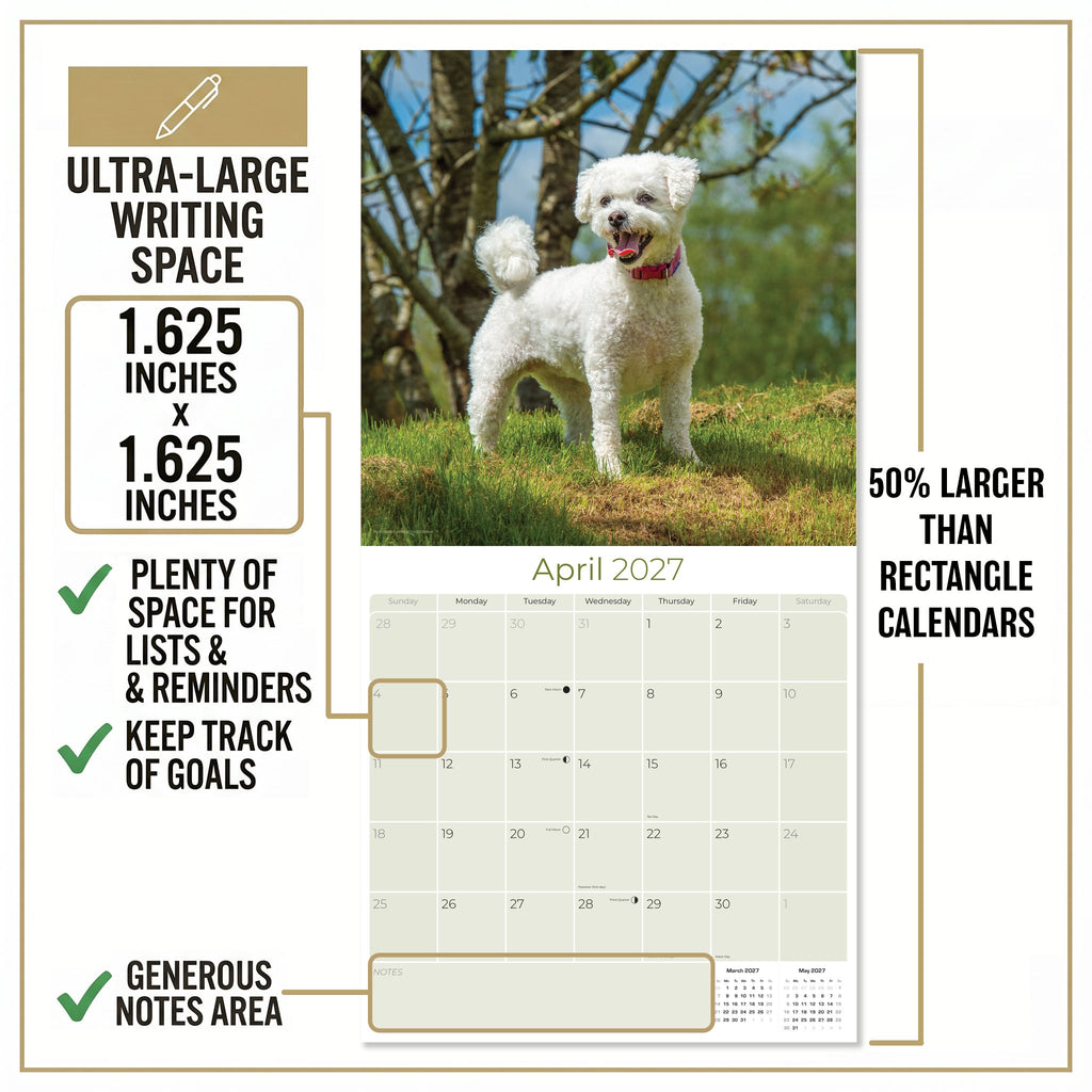 Bichon Frise Wall Calendar 2027 - 12" x 12" Monthly Cheerful Fluffy Toy Dog Breed Calendar