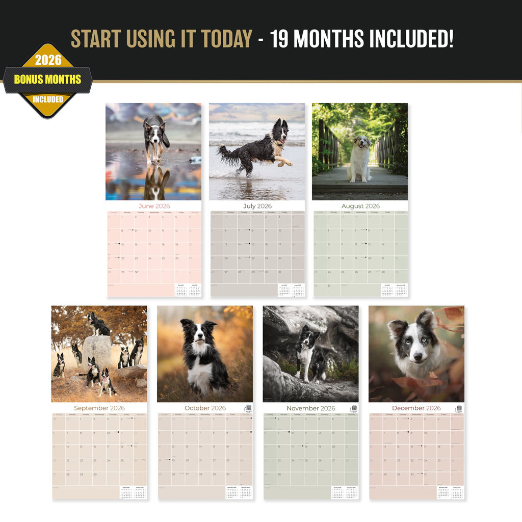 Border Collie Wall Calendar 2027 - 12" x 12" Monthly Brilliant Agile Herding Dog Breed Calendar