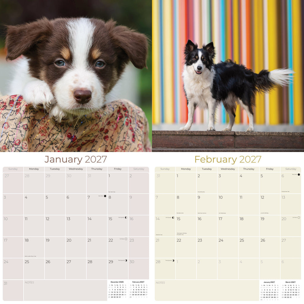 Border Collie Wall Calendar 2027 - 12" x 12" Monthly Brilliant Agile Herding Dog Breed Calendar