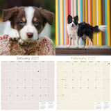 Border Collie Wall Calendar 2027 - 12" x 12" Monthly Brilliant Agile Herding Dog Breed Calendar