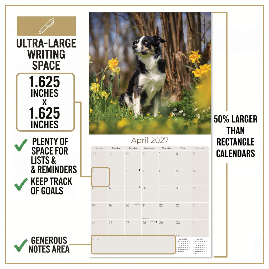 Border Collie Wall Calendar 2027 - 12" x 12" Monthly Brilliant Agile Herding Dog Breed Calendar