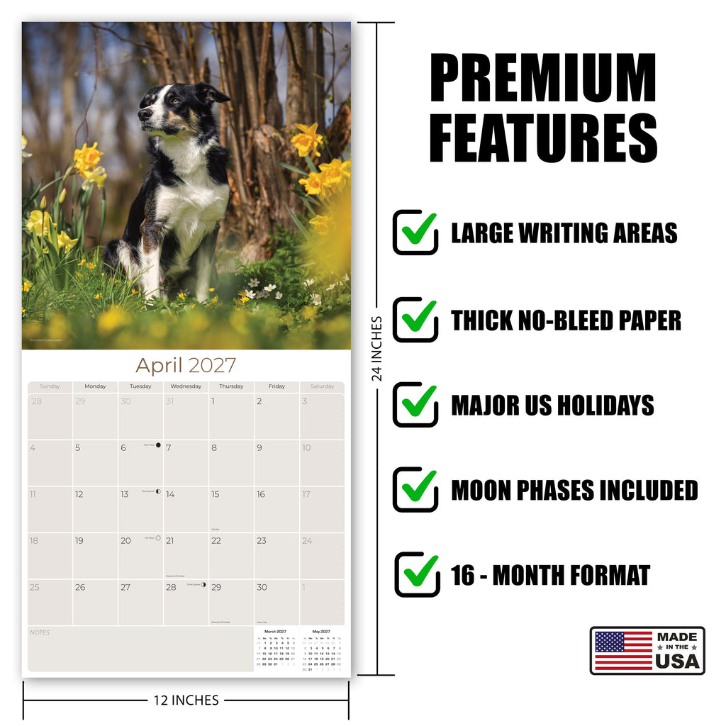 Border Collie Wall Calendar 2027 - 12" x 12" Monthly Brilliant Agile Herding Dog Breed Calendar