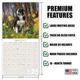 Border Collie Wall Calendar 2027 - 12" x 12" Monthly Brilliant Agile Herding Dog Breed Calendar