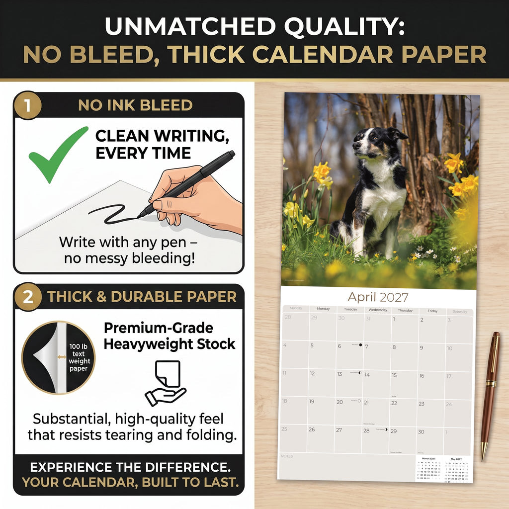 Border Collie Wall Calendar 2027 - 12" x 12" Monthly Brilliant Agile Herding Dog Breed Calendar