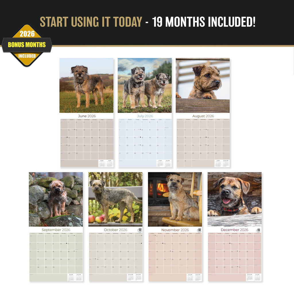Border Terrier Wall Calendar 2027 - 12" x 12" Monthly Plucky Small Terrier Dog Breed Calendar