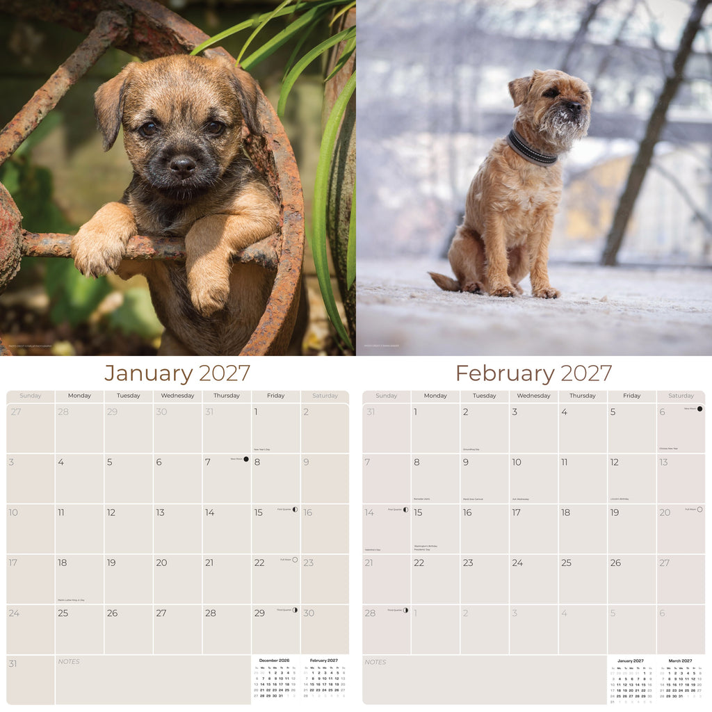 Border Terrier Wall Calendar 2027 - 12" x 12" Monthly Plucky Small Terrier Dog Breed Calendar