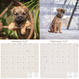 Border Terrier Wall Calendar 2027 - 12" x 12" Monthly Plucky Small Terrier Dog Breed Calendar