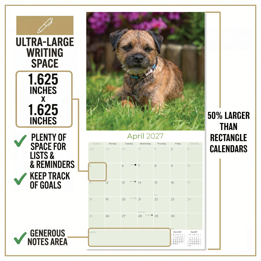 Border Terrier Wall Calendar 2027 - 12" x 12" Monthly Plucky Small Terrier Dog Breed Calendar