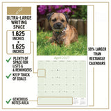 Border Terrier Wall Calendar 2027 - 12" x 12" Monthly Plucky Small Terrier Dog Breed Calendar