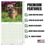 Border Terrier Wall Calendar 2027 - 12" x 12" Monthly Plucky Small Terrier Dog Breed Calendar