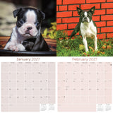 Boston Terrier Wall Calendar 2027 - 12" x 12" Monthly Lively Amusing American Gentleman Calendar
