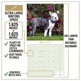 Boston Terrier Wall Calendar 2027 - 12" x 12" Monthly Lively Amusing American Gentleman Calendar