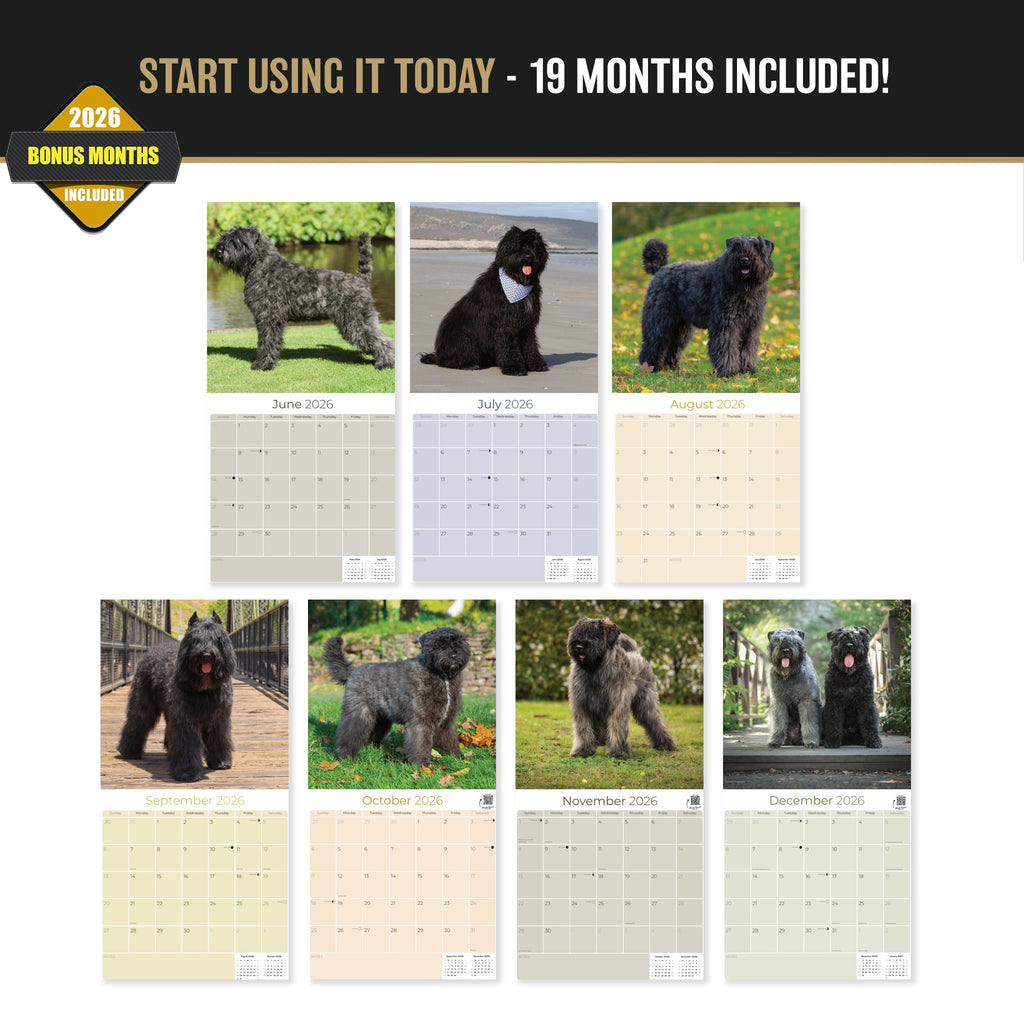 Bouvier de Flandres Wall Calendar 2027 - 12" x 12" Monthly Powerful Belgian Herding Dog Breed Calendar