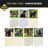 Bouvier de Flandres Wall Calendar 2027 - 12" x 12" Monthly Powerful Belgian Herding Dog Breed Calendar
