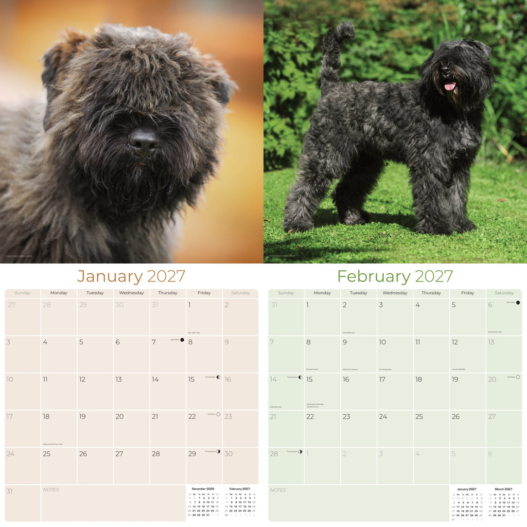 Bouvier de Flandres Wall Calendar 2027 - 12" x 12" Monthly Powerful Belgian Herding Dog Breed Calendar