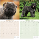 Bouvier de Flandres Wall Calendar 2027 - 12" x 12" Monthly Powerful Belgian Herding Dog Breed Calendar