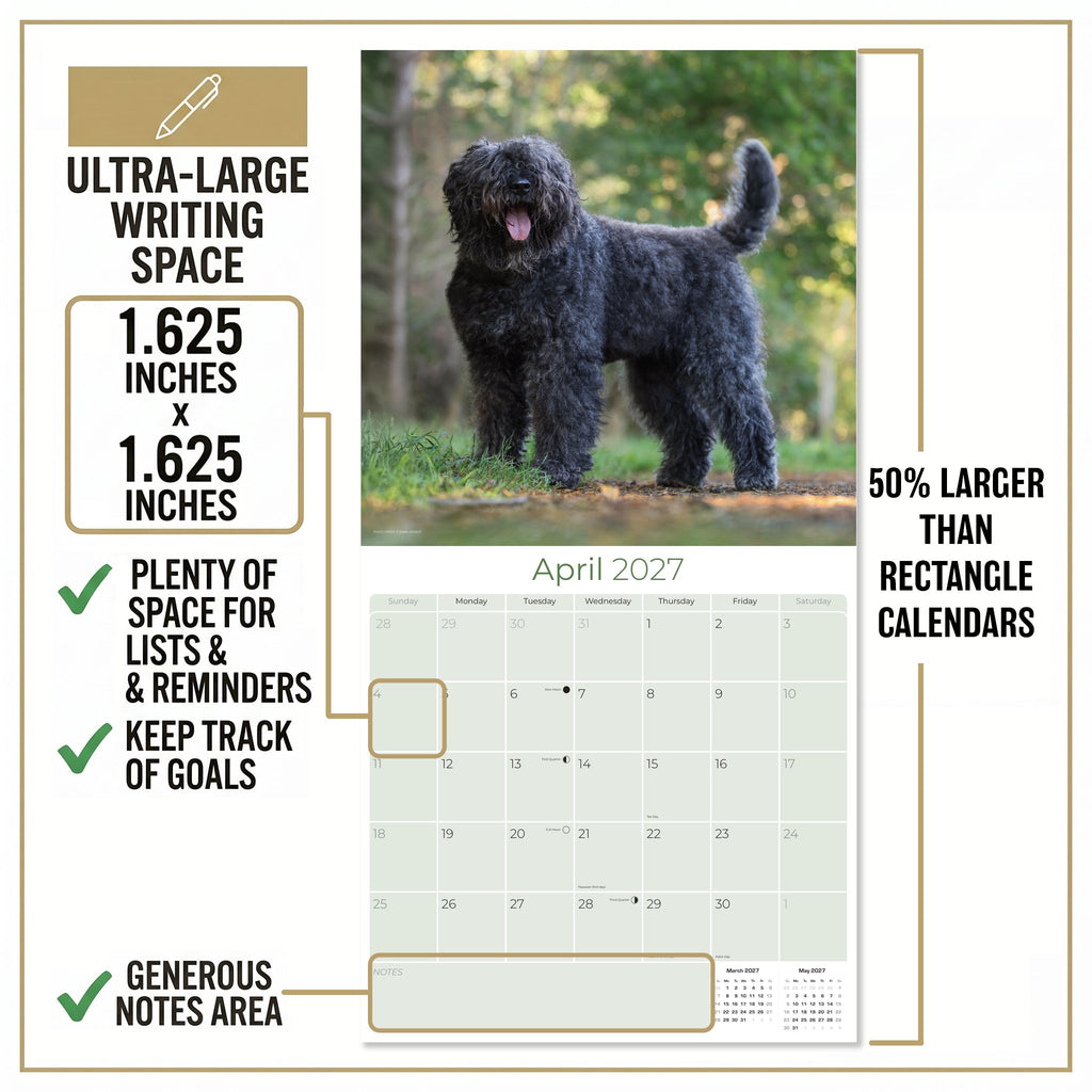Bouvier de Flandres Wall Calendar 2027 - 12" x 12" Monthly Powerful Belgian Herding Dog Breed Calendar