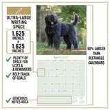 Bouvier de Flandres Wall Calendar 2027 - 12" x 12" Monthly Powerful Belgian Herding Dog Breed Calendar