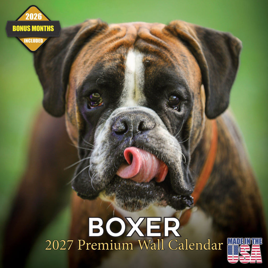 Boxer Wall Calendar 2027 - 12" x 12" Monthly Playful Courageous Athlete Dog Breed Calendar