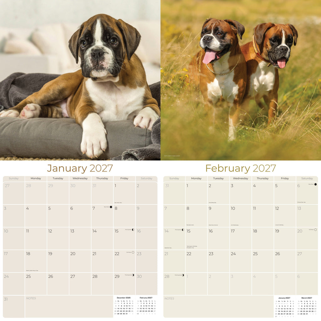 Boxer Wall Calendar 2027 - 12" x 12" Monthly Playful Courageous Athlete Dog Breed Calendar