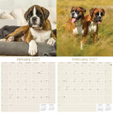 Boxer Wall Calendar 2027 - 12" x 12" Monthly Playful Courageous Athlete Dog Breed Calendar