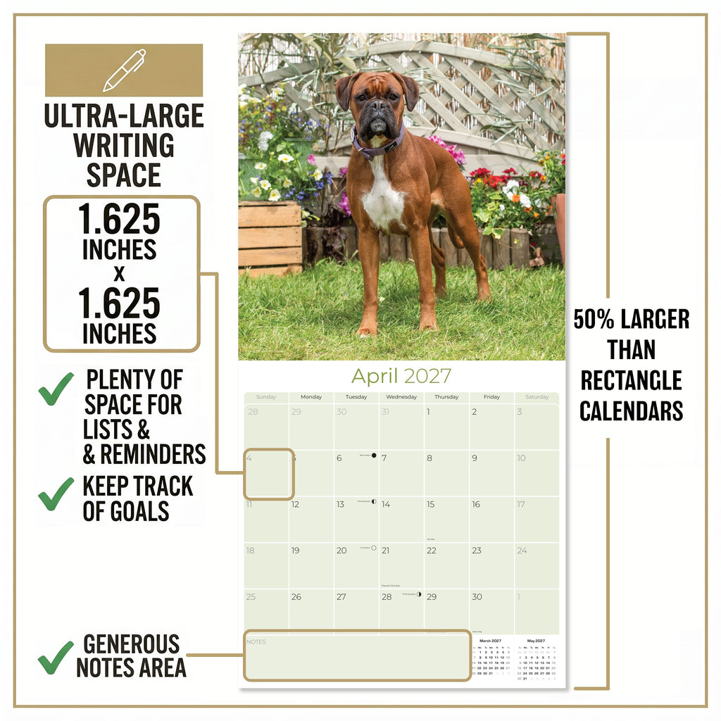 Boxer Wall Calendar 2027 - 12" x 12" Monthly Playful Courageous Athlete Dog Breed Calendar