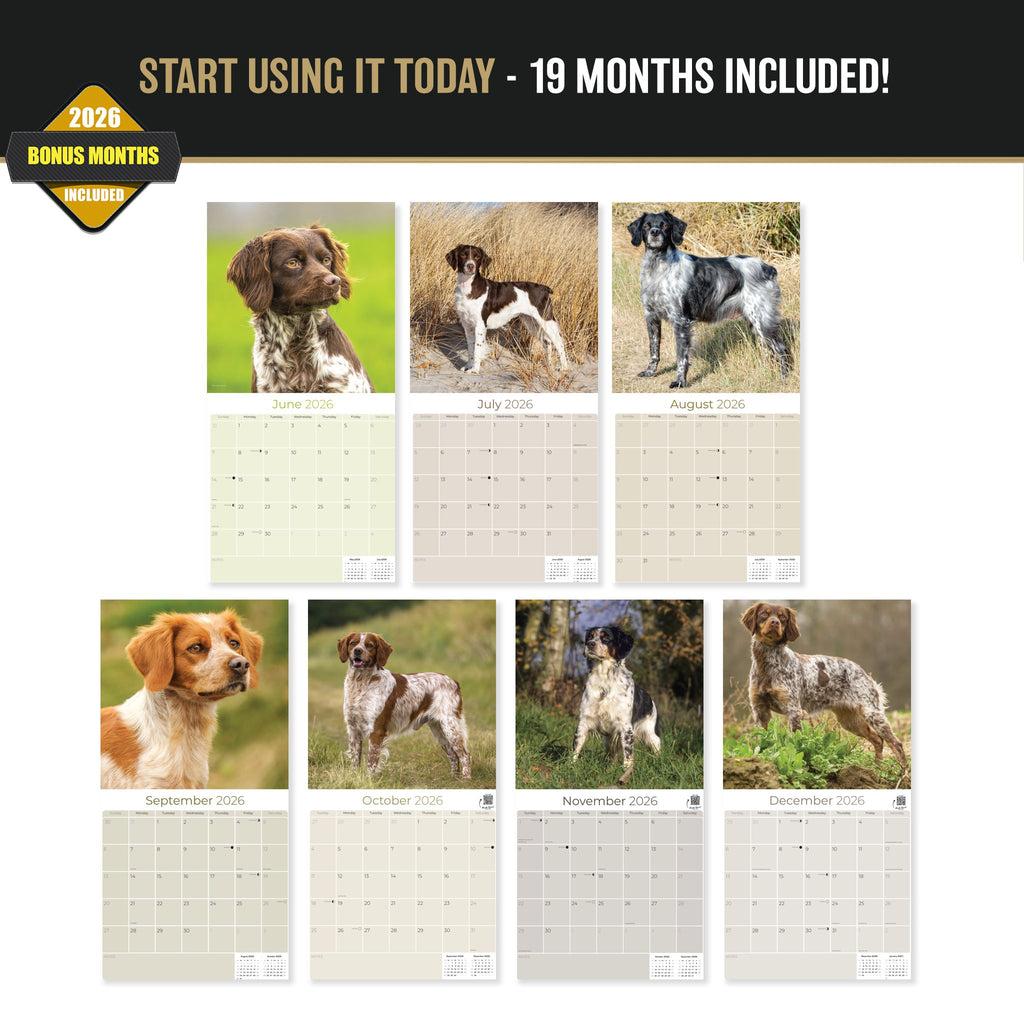 Brittany Wall Calendar 2027 - 12" x 12" Monthly Quick Eager Bird Hunting Dog Breed Calendar