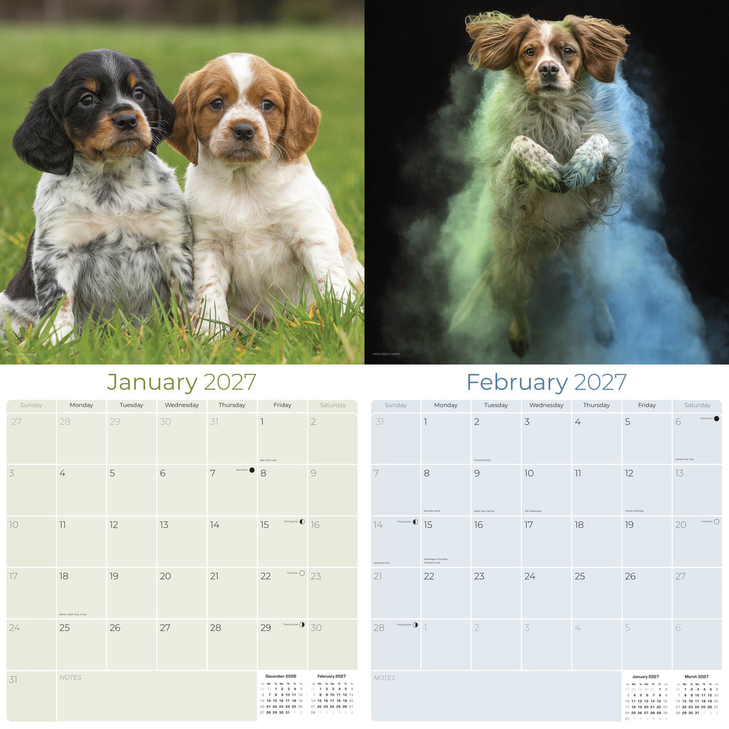 Brittany Wall Calendar 2027 - 12" x 12" Monthly Quick Eager Bird Hunting Dog Breed Calendar