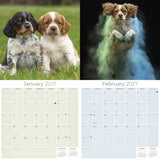 Brittany Wall Calendar 2027 - 12" x 12" Monthly Quick Eager Bird Hunting Dog Breed Calendar