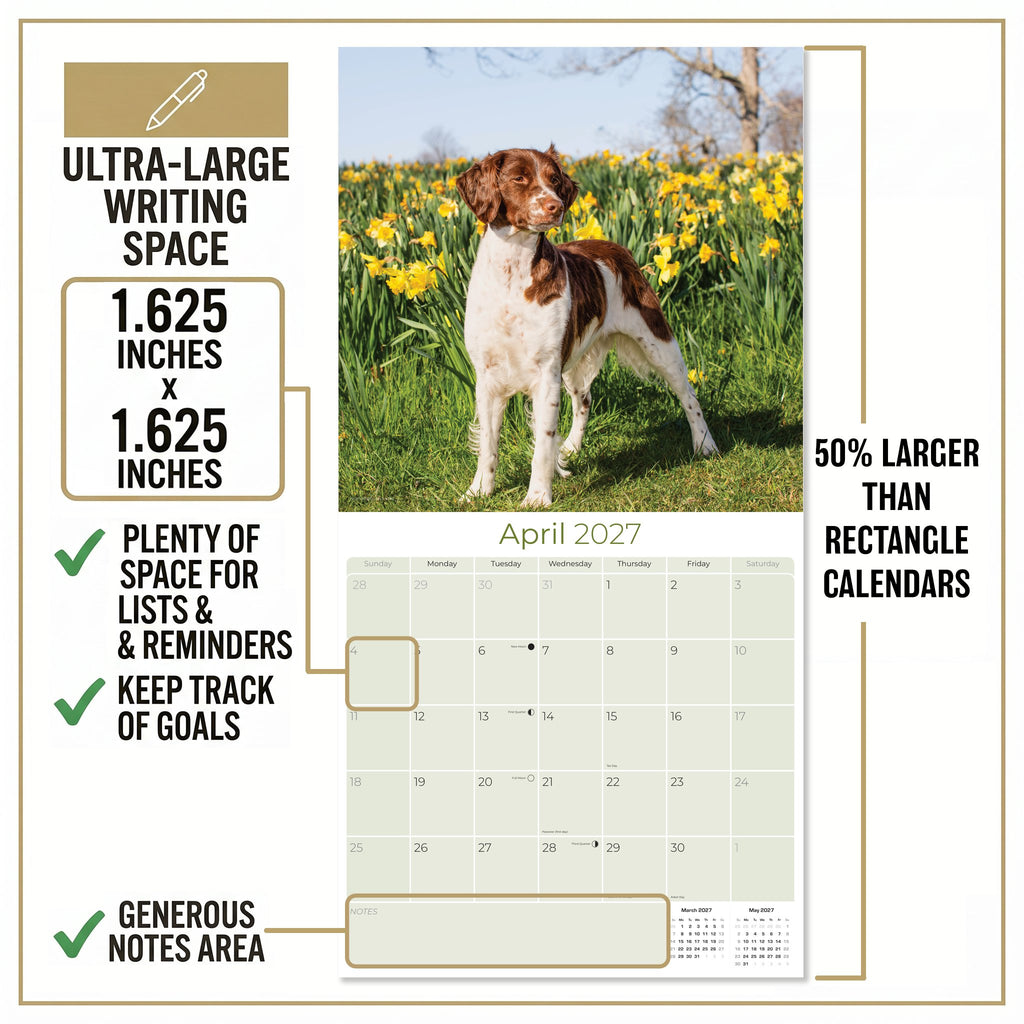 Brittany Wall Calendar 2027 - 12" x 12" Monthly Quick Eager Bird Hunting Dog Breed Calendar