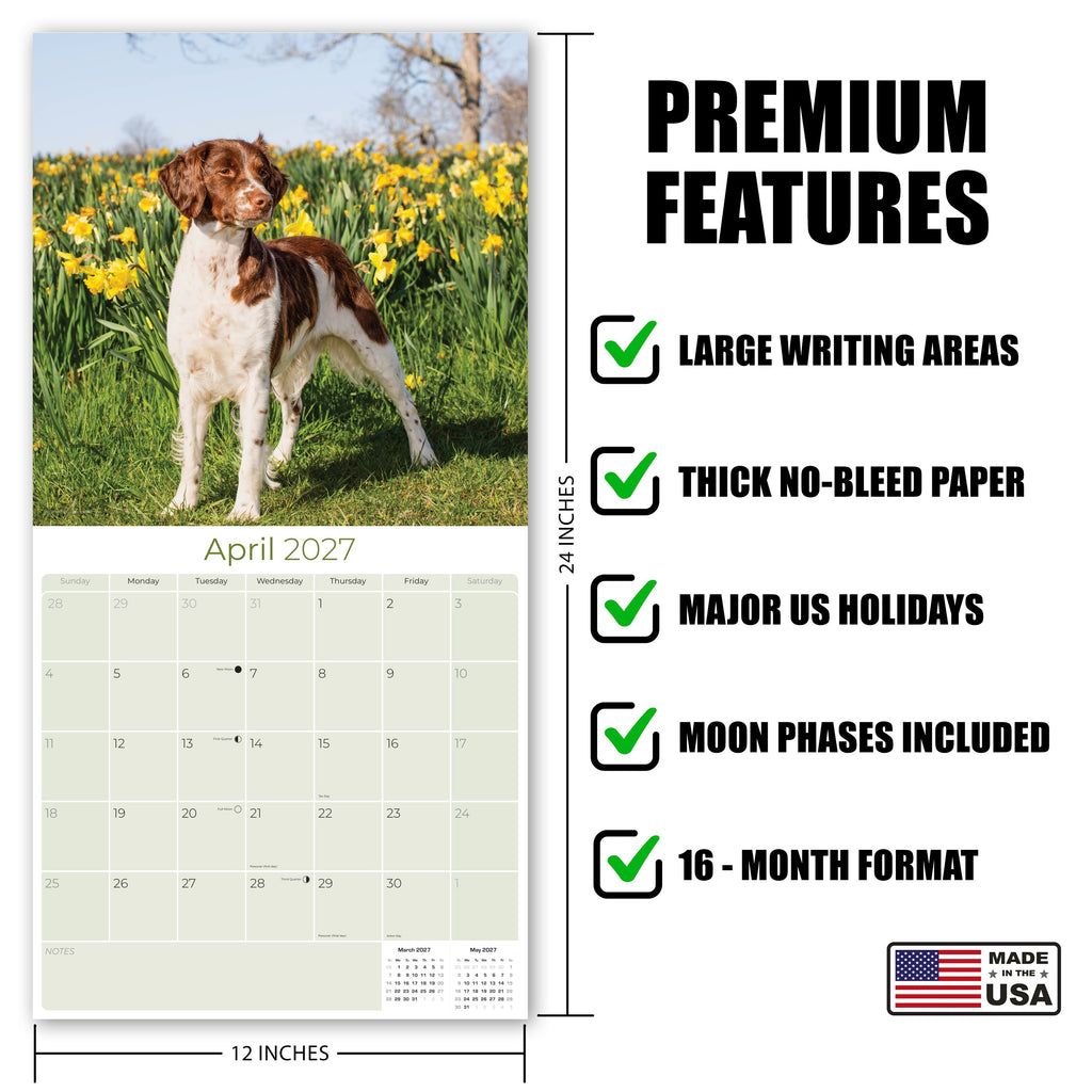 Brittany Wall Calendar 2027 - 12" x 12" Monthly Quick Eager Bird Hunting Dog Breed Calendar