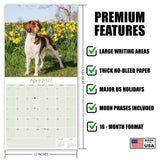 Brittany Wall Calendar 2027 - 12" x 12" Monthly Quick Eager Bird Hunting Dog Breed Calendar
