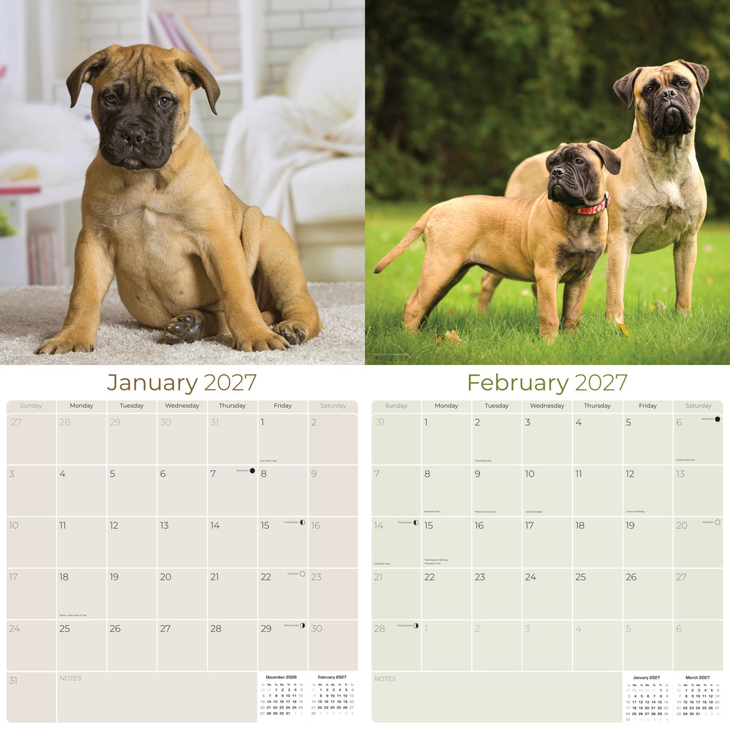 Bullmastiff Wall Calendar 2027 - 12" x 12" Monthly Brave Affectionate Giant Guard Dog Calendar