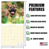 Bullmastiff Wall Calendar 2027 - 12" x 12" Monthly Brave Affectionate Giant Guard Dog Calendar