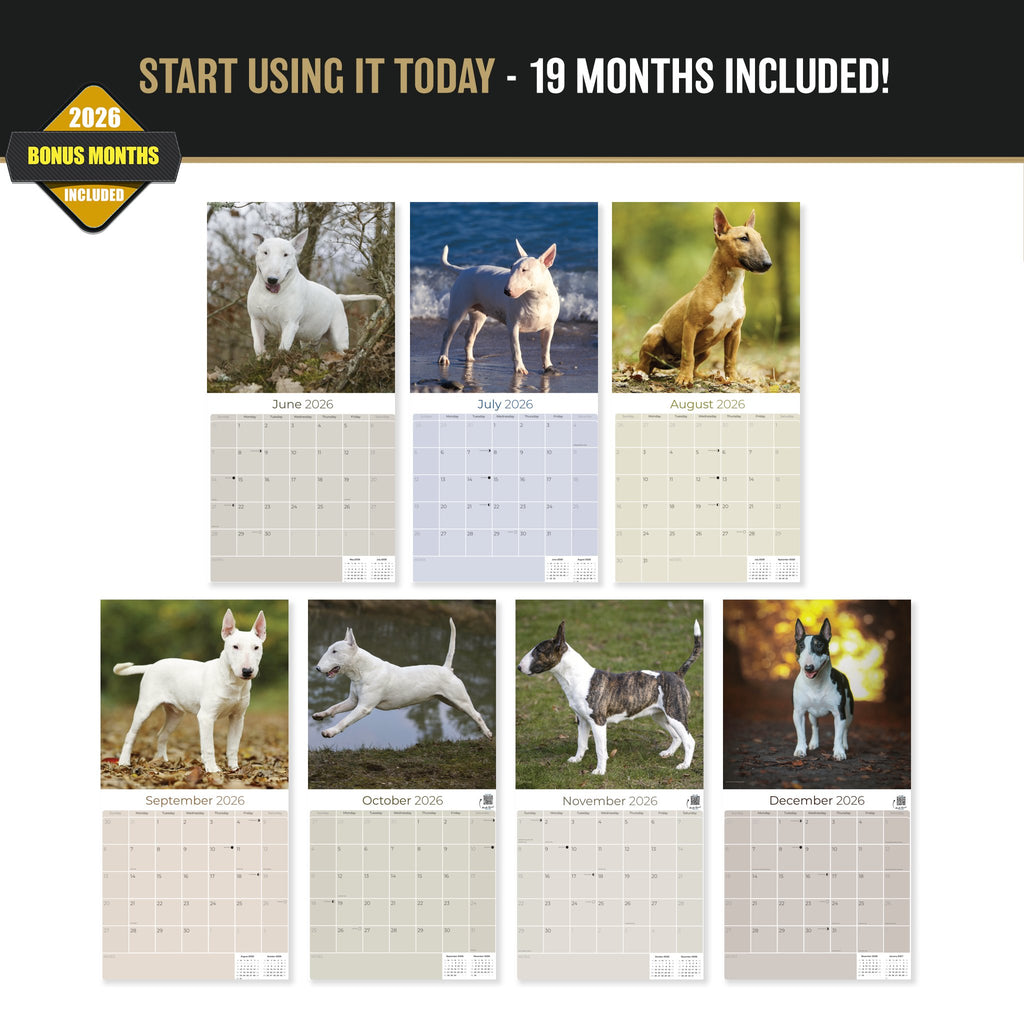 Bull Terrier Wall Calendar 2027 - 12" x 12" Monthly Jaunty Comedic Egg-Head Terrier Calendar