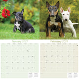 Bull Terrier Wall Calendar 2027 - 12" x 12" Monthly Jaunty Comedic Egg-Head Terrier Calendar